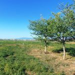 https://casas247.net/wp-content/uploads/2024/09/propiedad-en-venta-finca-for-sale-fuente-alamo-de-murcia_82336_xl.jpg